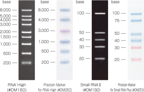 预染单链RNA Ladder Marker-价格-厂家-供应商-wko富士胶片和光