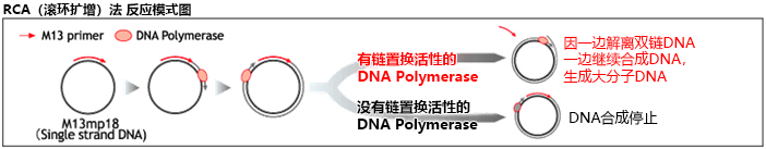 链置换酶  Bst DNA Polymerase-价格-厂家-供应商-wko富士胶片和光
