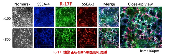 新型人iPS/ES细胞标记抗体-价格-厂家-供应商-wko富士胶片和光