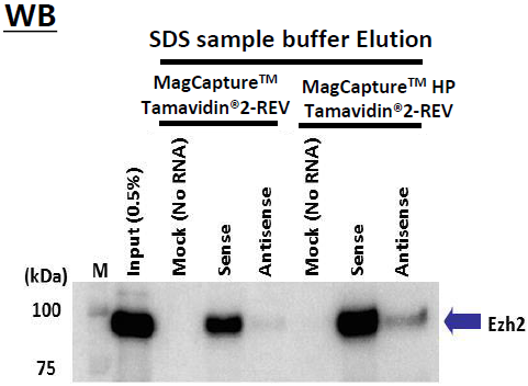 MagCapture™ RNA Pull Down检测试剂盒-价格-厂家-供应商-wko富士胶片和光