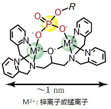 Phos-tag™ 系列磷酸化蛋白新方法！-价格-厂家-供应商-wko富士胶片和光