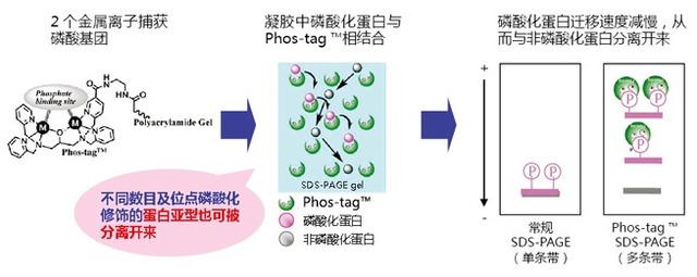 Phos-tag™ 系列磷酸化蛋白新方法！-价格-厂家-供应商-wko富士胶片和光