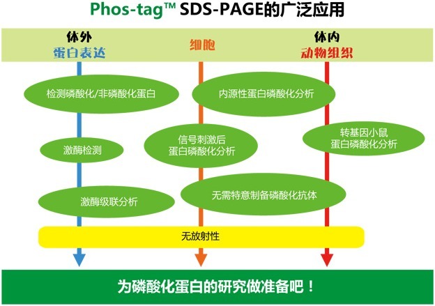 Phos-tag™ 系列磷酸化蛋白新方法！-价格-厂家-供应商-wko富士胶片和光