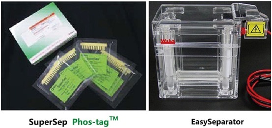 Phos-tag™ 系列磷酸化蛋白新方法！-价格-厂家-供应商-wko富士胶片和光