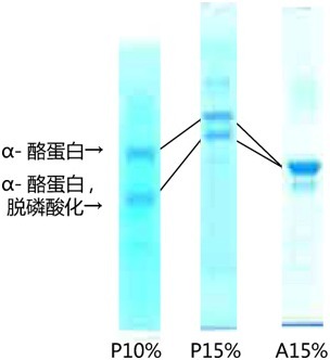 Phos-tag™ 系列磷酸化蛋白新方法！-价格-厂家-供应商-wko富士胶片和光