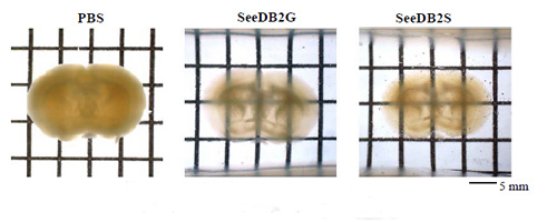 深层组织透明化用试剂SeeDB2-价格-厂家-供应商-wko富士胶片和光