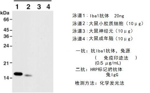 Anti Iba1, Rabbit (for Immunocytochemistry)-价格-厂家-供应商-wko富士胶片和光