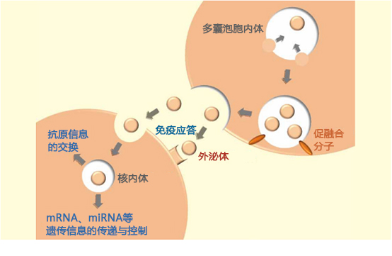 【综述】外泌体在免疫系统中的作用