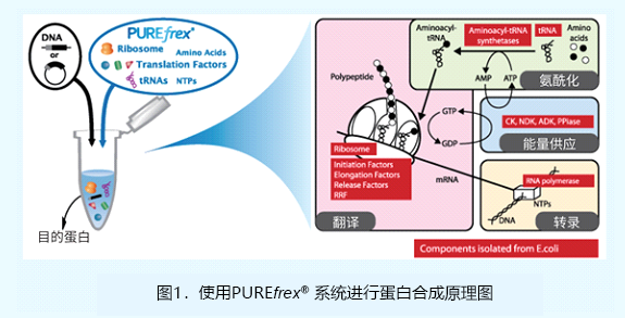 重组合无细胞蛋白合成系统PUREfrex®