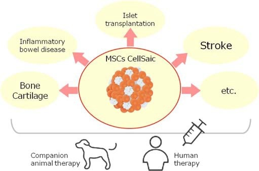 用“CellSaic”技术进行MSC细胞移植