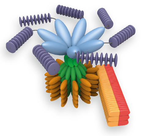 炎症小体——Caspase-1活化支架
