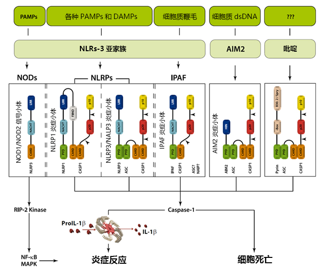 炎症小体——Caspase-1活化支架