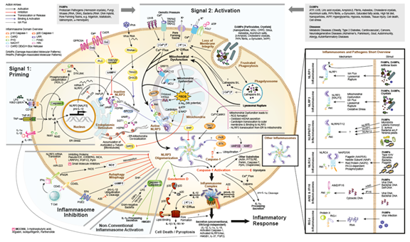 炎症小体——Caspase-1活化支架