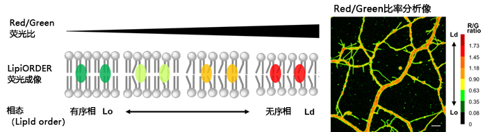 LipiORDER (Membrane Lipid Order Imaging Dye)-价格-厂家-供应商-wko富士胶片和光