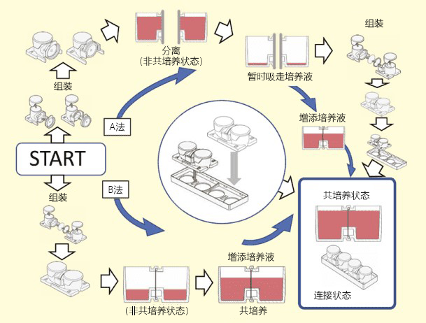 为解读“生物体内密码”的共培养研究与外泌体