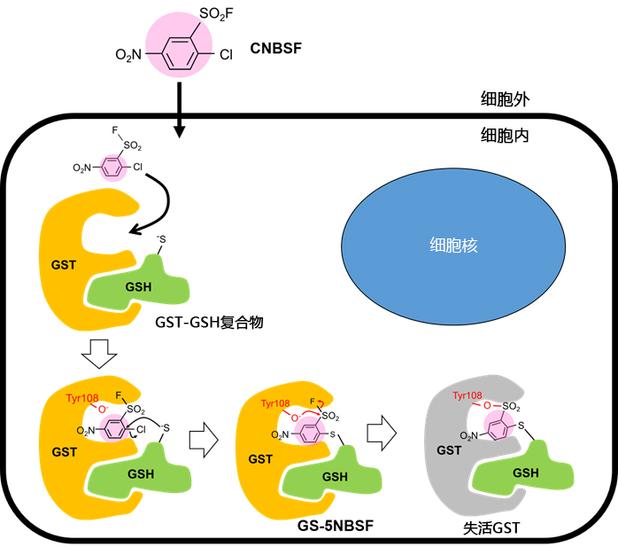 CNBSF ＜Irreversible GST Inhibitor＞                              可用于活细胞的不可逆GST抑制剂