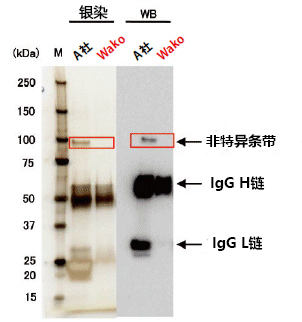 亲和标签抗体结合磁珠                              重组蛋白纯化用