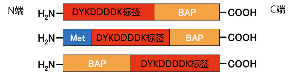 对照融合蛋白系列                              重组蛋白纯化/检测用