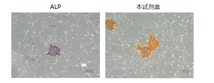 人ES/iPS细胞染色试剂盒-BF                              用于未分化细胞的高灵敏度染色，无需荧光显微镜