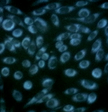 CytoSeeing（Reversible Cytoplasm Blue）                              可清洗去除的细胞染色探针