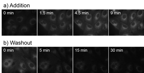 CytoSeeing（Reversible Cytoplasm Blue）                              可清洗去除的细胞染色探针