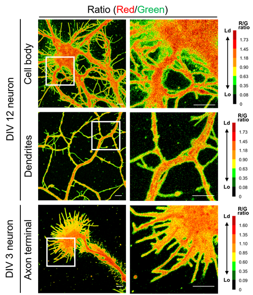 LipiORDER (Membrane Lipid Order Imaging Dye)                              可定量观察活细胞的膜相态！