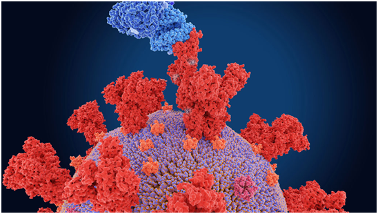 SARS-COV-2中和抗体检测试剂盒                              AdipoGen再推出新冠研究中和抗体试剂盒，逐一识破SARS-CoV-2突变体！