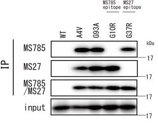 Anti-SOD1（ALS-related mutants）Cocktail，Human，Rat-Mono （MS785/MS27）                              全面检测ALS相关SOD1突变体的混合型抗体