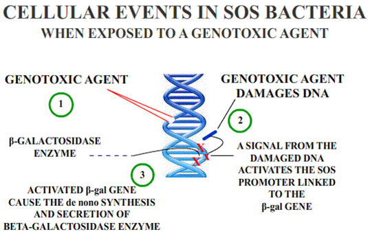 DNA遗传毒性损害测试显色试剂盒 / AMES试剂盒 SOS-ChromoTest Kit 货号：5031 品牌：EBPI