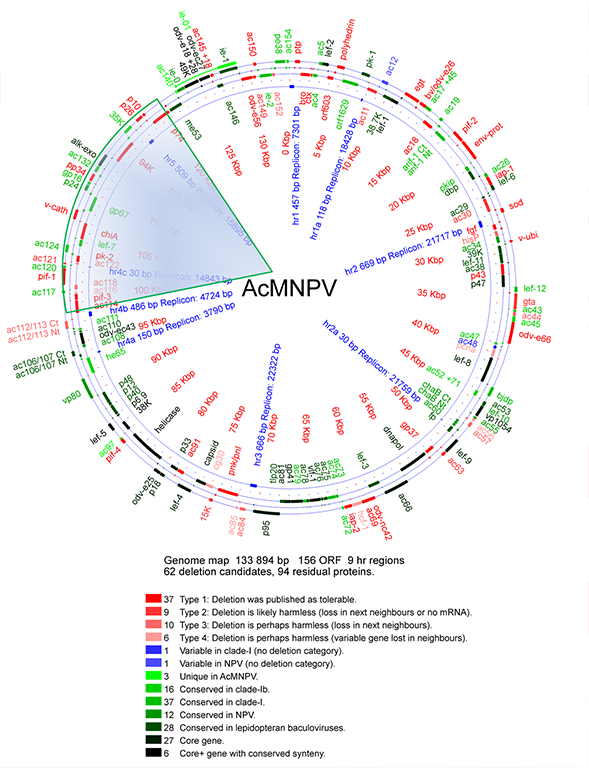 Geneva Biotech SynBac™ SynBac 货号：SynBac 品牌：Geneva Biotech