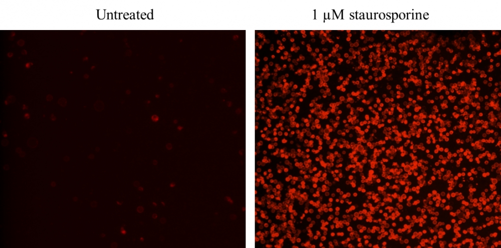 Cell Meter Annein V凋亡检测试剂盒 红色荧光 适合流式细胞检测     货号22826-AAT Bioquest荧光染料