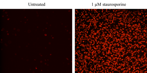 Cell Meter Annein V凋亡检测试剂盒 红色荧光 适合流式细胞检测     货号22826-AAT Bioquest荧光染料