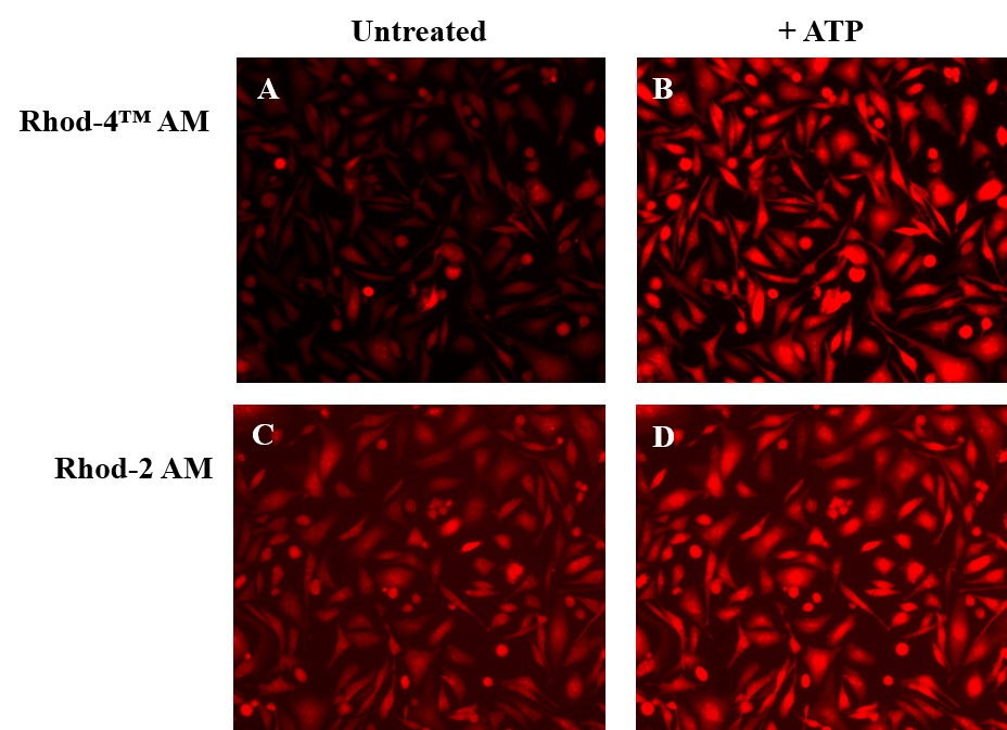 钙离子荧光探针Rhod-4, 钾盐    货号21129-AAT Bioquest荧光染料