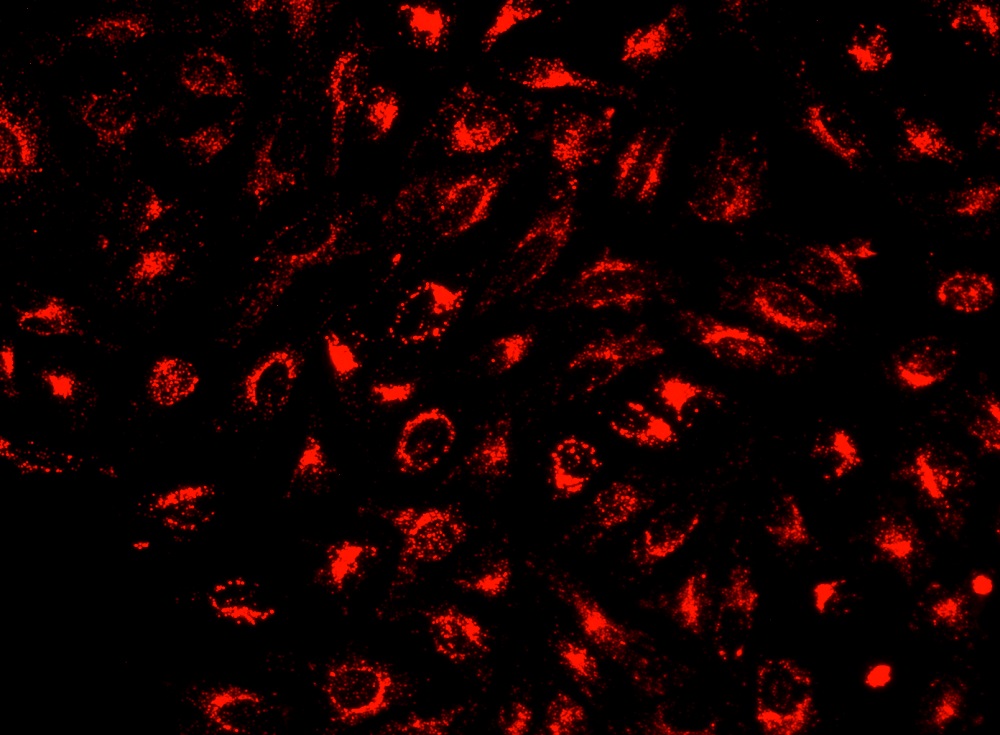 Cell Navigator 溶酶体标记试剂盒 近红外荧光    货号22652-AAT Bioquest荧光染料