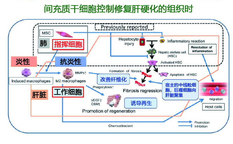 第1回 运用间充质干细胞来源的细胞外囊泡（外泌体）开发针对肝硬化的治疗方法