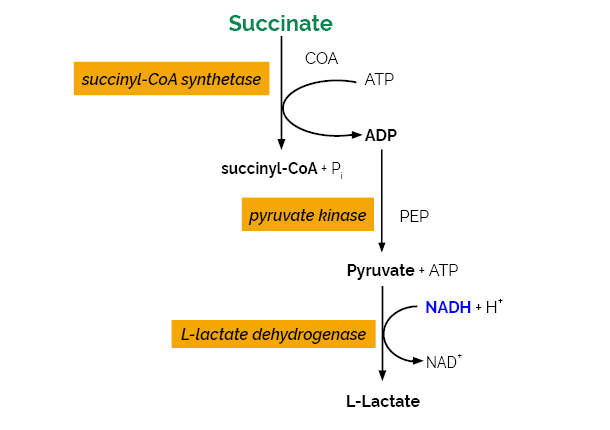 Succinic Acid Assay Kit K-SUCC