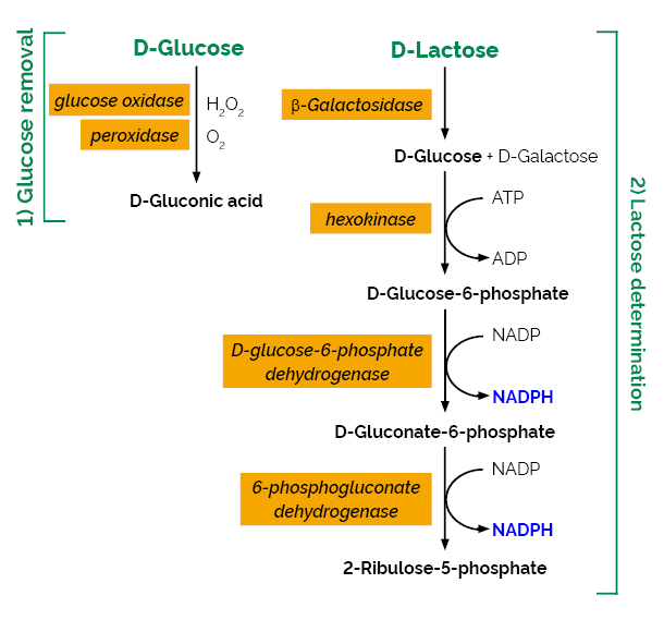 Lactose Assay Kit K-LOLAC