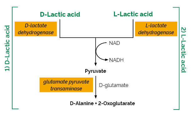 D- L-Lactic Acid D- L-Lactate Rapid Assay Kit K-DLATE