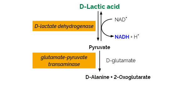 D-Lactic Acid D-Lactate Rapid Assay Kit K-DATE