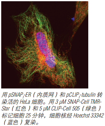SNAP-Cell Fluorescein            货   号                  #S9107S