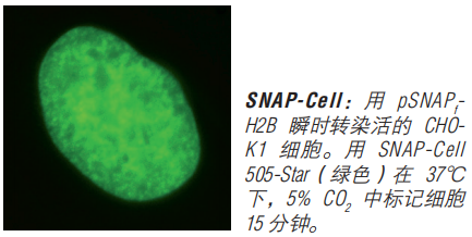 SNAP-Cell 启动试剂盒（停产，组分可单独购买）            货   号                  #E9100S