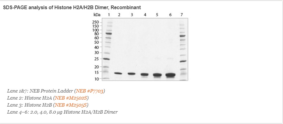 重组人类组蛋白 H2A/H2B 二聚体              货   号                  #M2508S