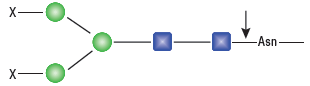 PNGase F ( 无甘油 )              货   号                  #P0705L