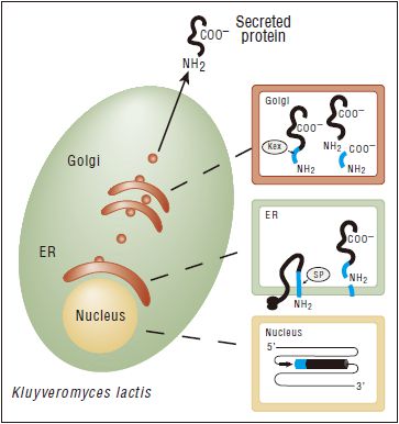K. lactis GG799 感受态细胞            货   号                  #C1001S