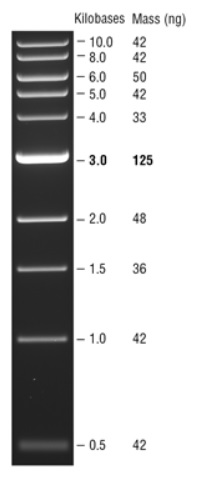 Quick-Load 1 kb DNA Ladder            货   号                  #N0468L