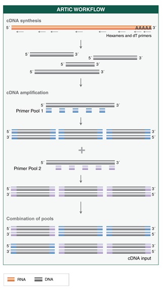 NEBNext ARTIC SARS-CoV-2 RT-PCR 模块            货   号                  #E7626L