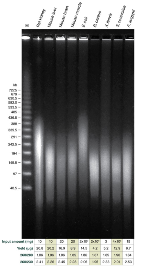 Monarch® 高分子量 DNA 提取试剂盒（组织）            货   号                  #T3060L