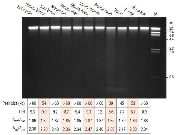 Monarch 基因组 DNA 血液裂解缓冲液            货   号                  #T3013L