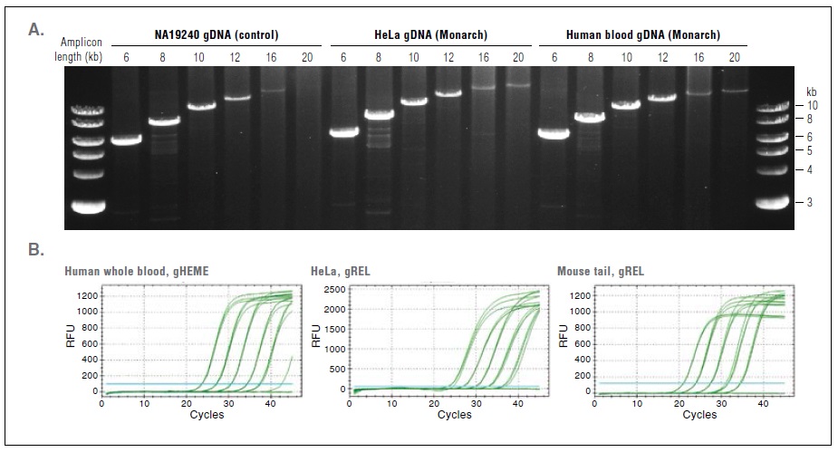 Monarch 基因组 DNA 细胞裂解缓冲液            货   号                  #T3012L