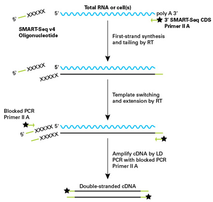 性能卓越的单细胞mRNA分析